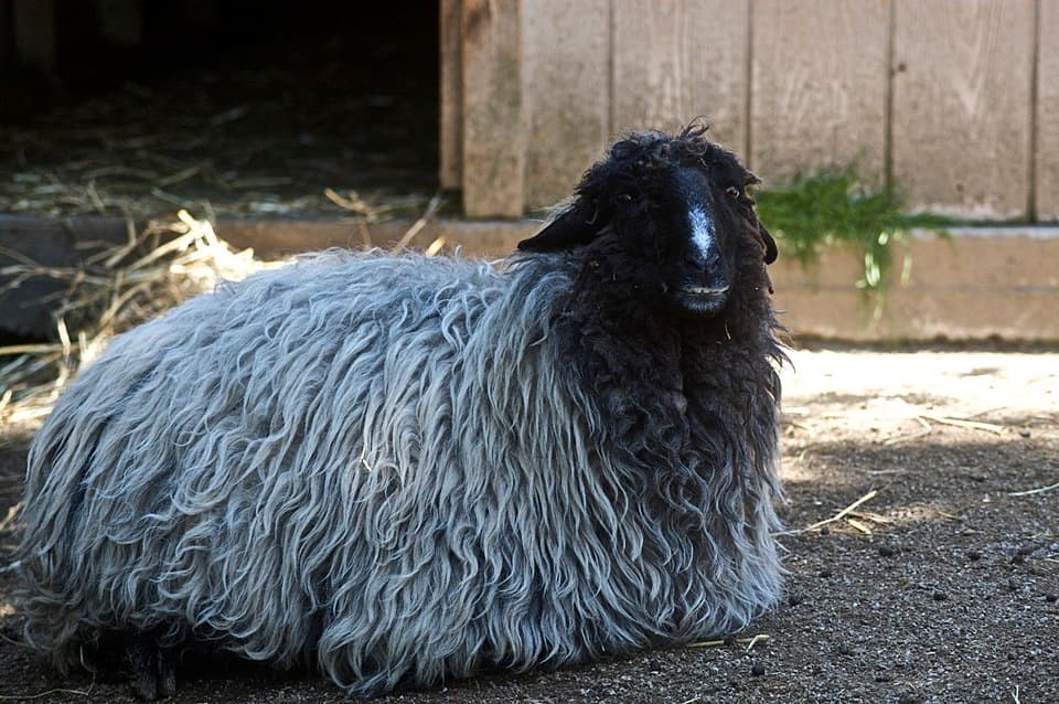 A Karakul sheep, the source of carpet wool.